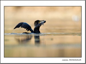 Grand cormoran Bretigny sur orge