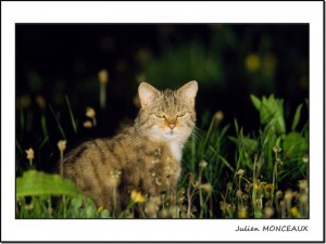 chat_forestier_nuit_jura