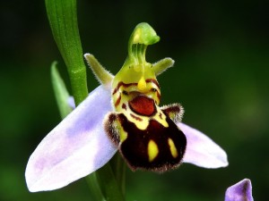 ophrys_abeille