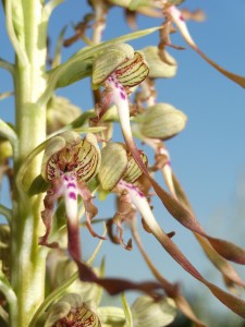 orchis_bouc_zoom