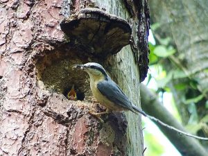 Vidéos: approvisionnement de sittelles au nid