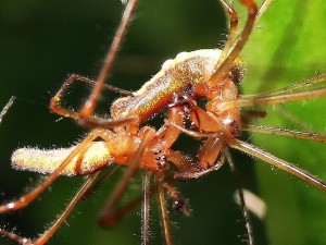 accouplement d'araignées (tétragnathes étirées)