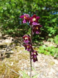 Orchidées : Epipactis rouge sombre