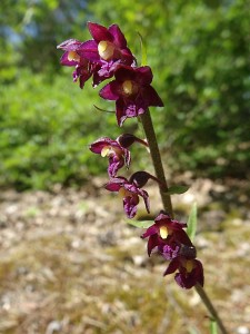 Orchidées : Epipactis atrorubens