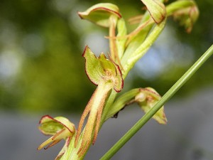 Orchidées : Homme pendu