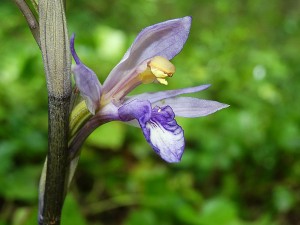 Orchidées : Limodorum abortivum