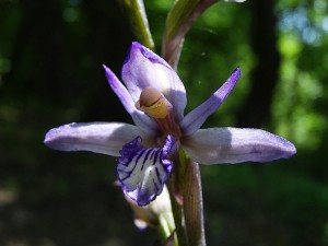 Orchidées : Limodore à feuilles avortées