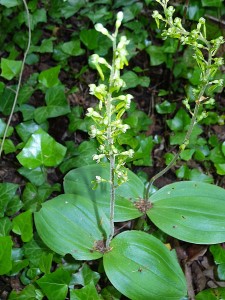 Orchidées : Listère à feuilles ovales