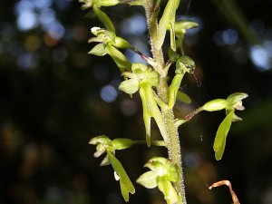 Orchidées : Neottia ovata