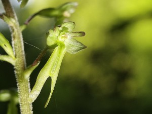 Orchidées : Listère à feuilles ovales
