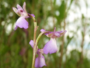 Orchidées : Morion