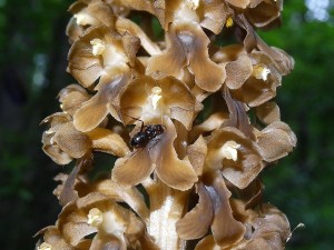 Orchidées : Néottie nid d'oiseau