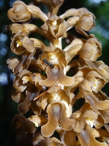 Orchidées : Neottia nidus-avis