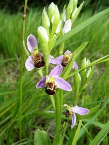 Orchidées : Ophrys abeille