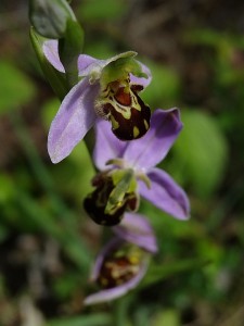Orchidées : Ophrys apifera