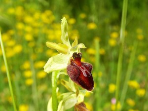 Orchidées : Ophrys araignée