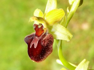 Orchidées : Ophrys sphegodes