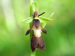 Orchidées : Ophrys mouche