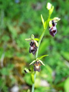 Orchidées : Ophrys insectifera