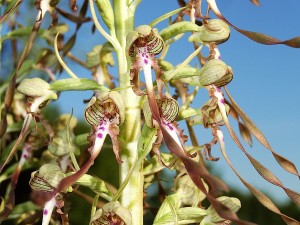 Orchidées : Orchis bouc