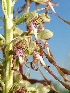 Orchidées : Himantoglossum hircinum