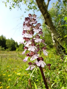 Orchidées : orchis pourpre