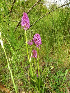 Orchidées : Anacamptis pyramidalis