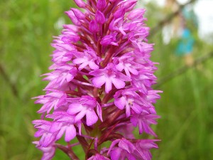 Orchidées : Orchis pyramidal