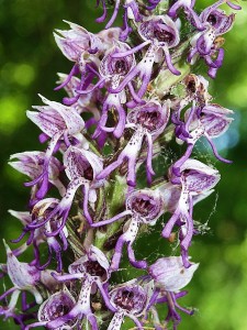 Orchidées : Orchis simia