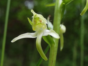Orchidées : Platanthère à fleurs vertes