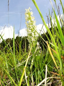 Orchidées : Platanthera chlorantha