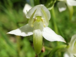 Orchidées : Platanthère à fleurs vertes