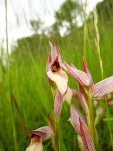 Orchidées : Sérapias langue