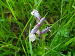 Orchidées : Serapias lingua