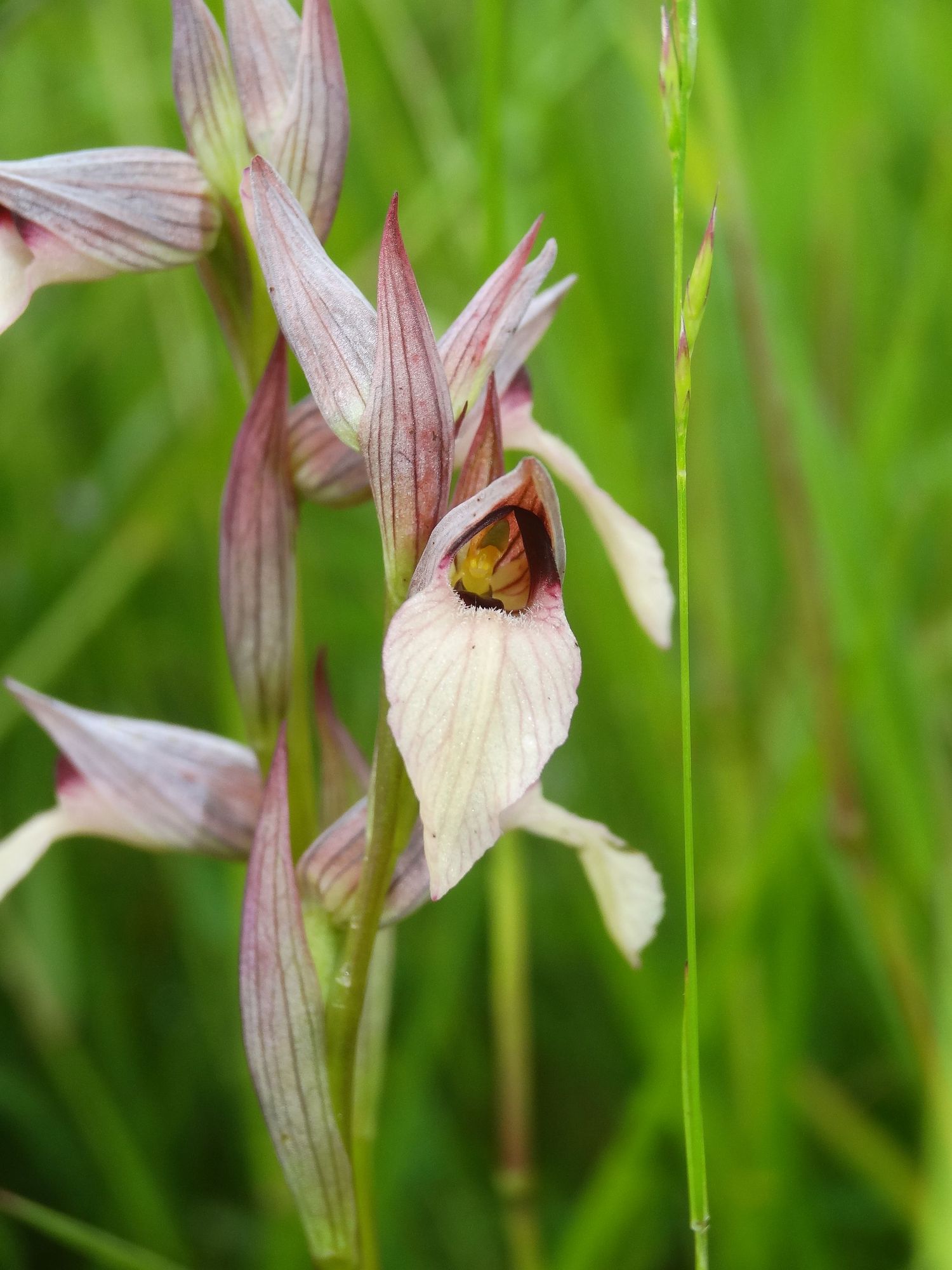Orchidées : Serapias lingua
