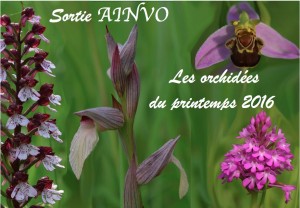 Sorties ainvo orchidées 2016