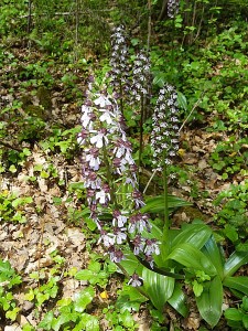 Orchidées : orchis pourpre