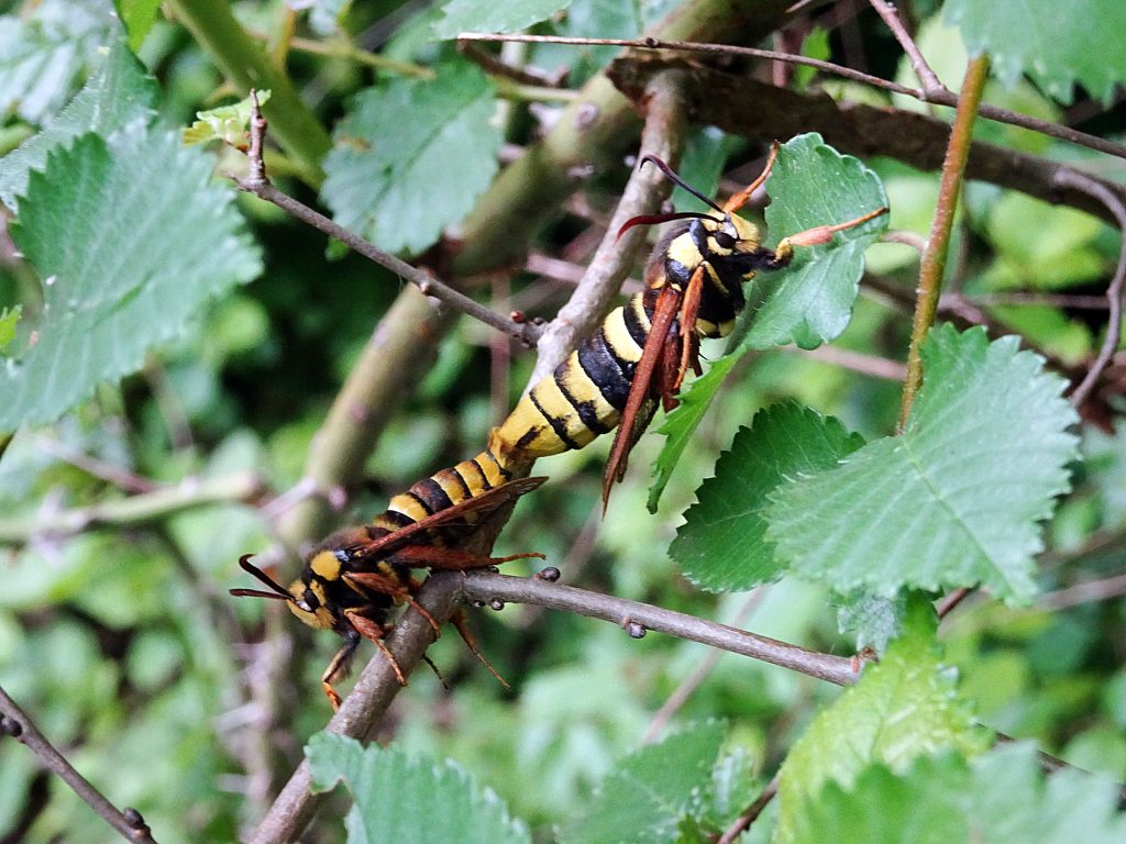 Accouplement de sésies apiformes
